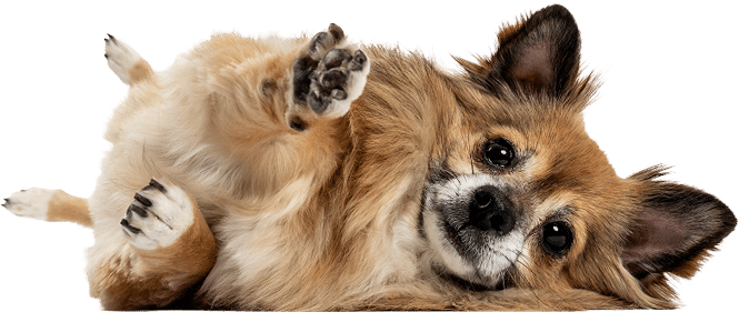 Brown-Puppy