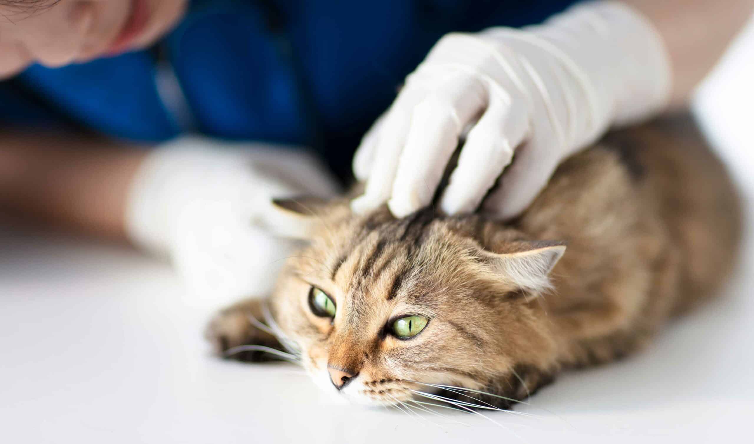 Conditions We Commonly Treat