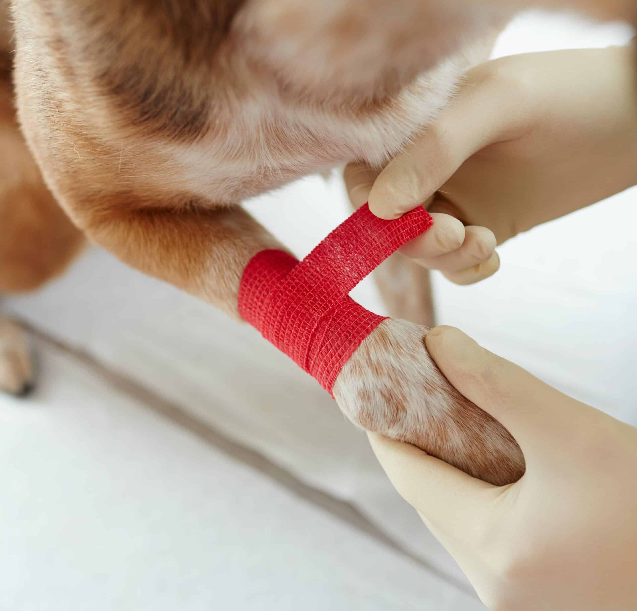 Get Answers About Your Pet's Health