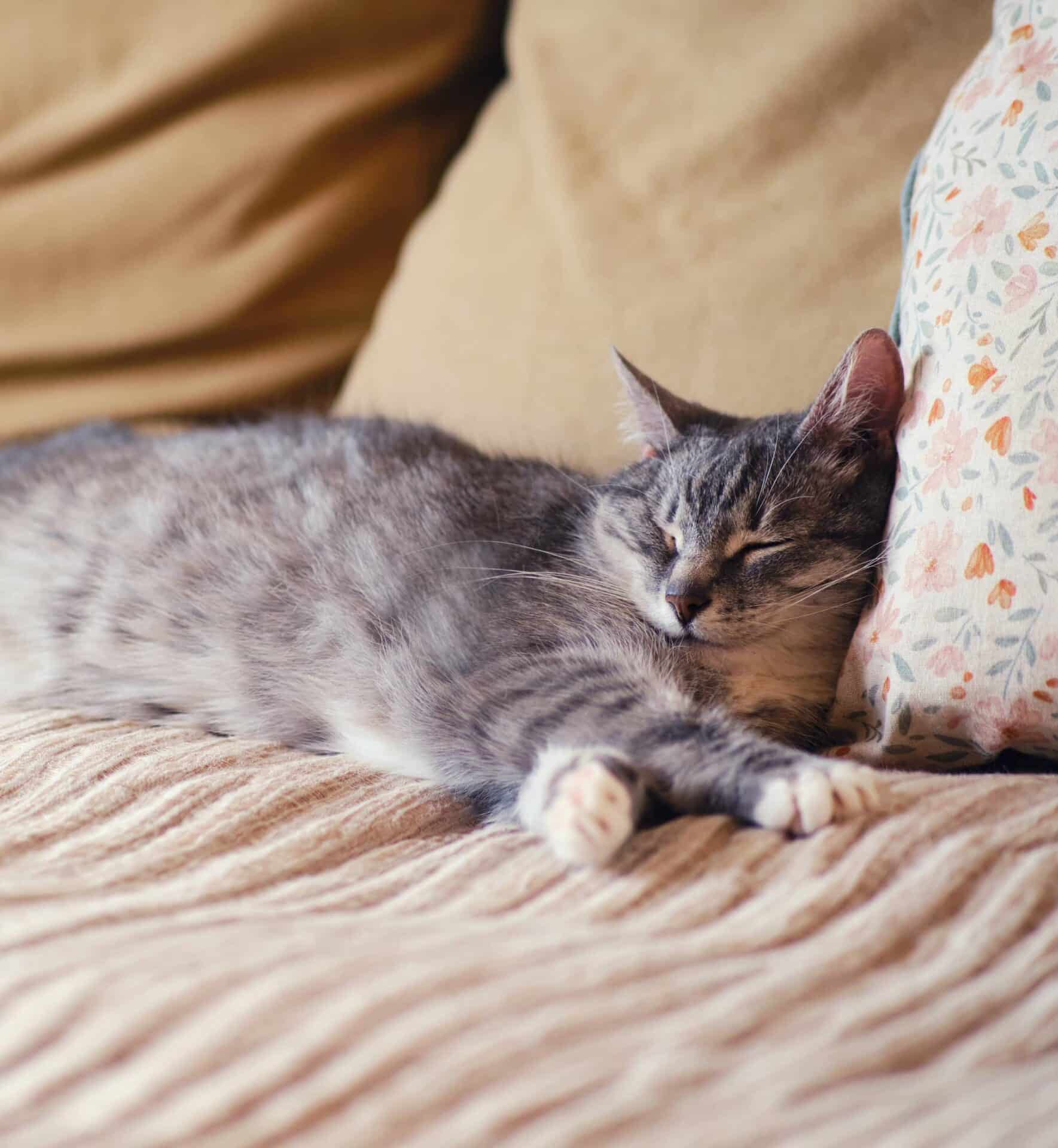 Health Conditions We Monitor in Senior Pets