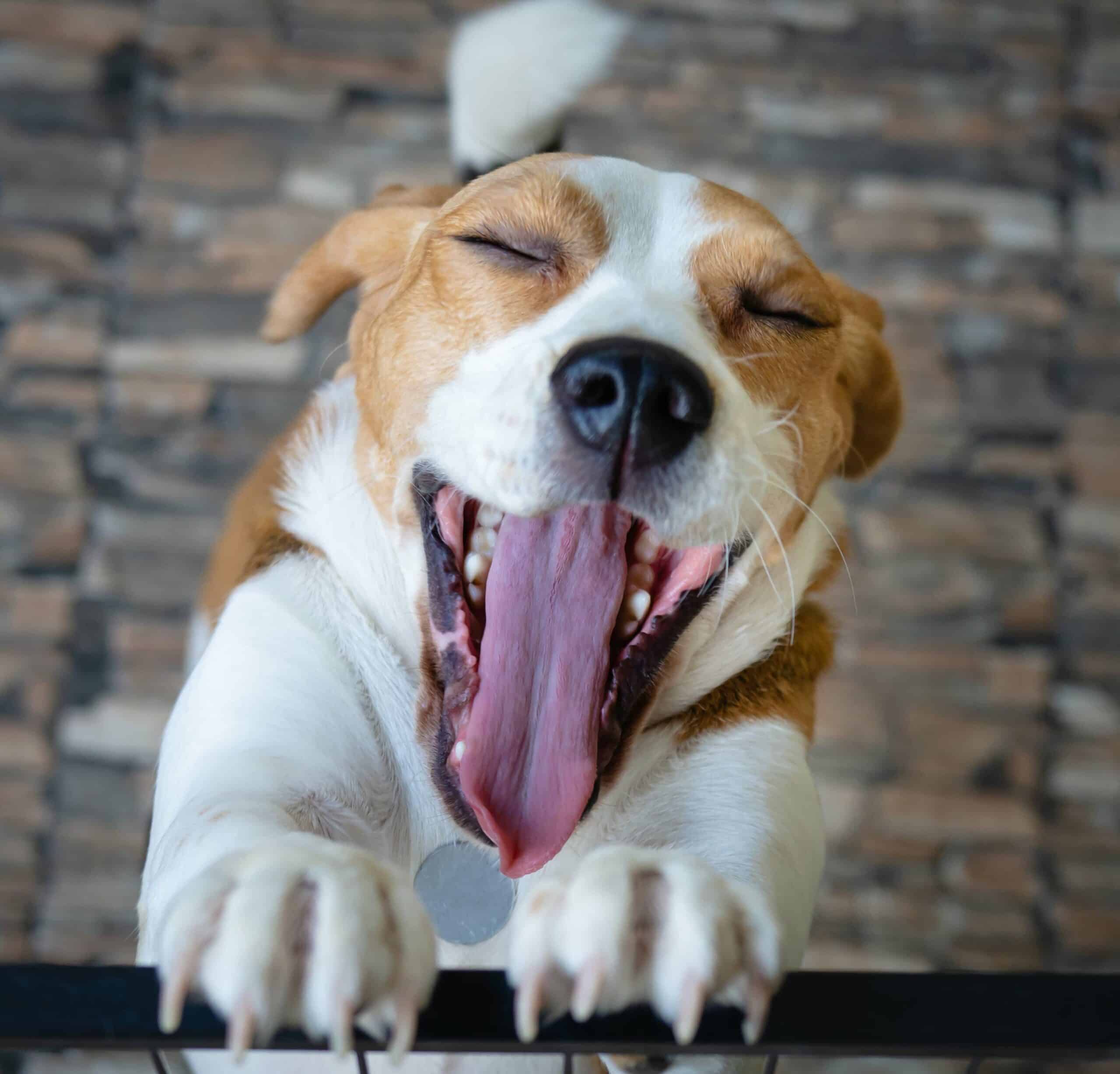 Help Your Pet Feel More Comfortable and Confident