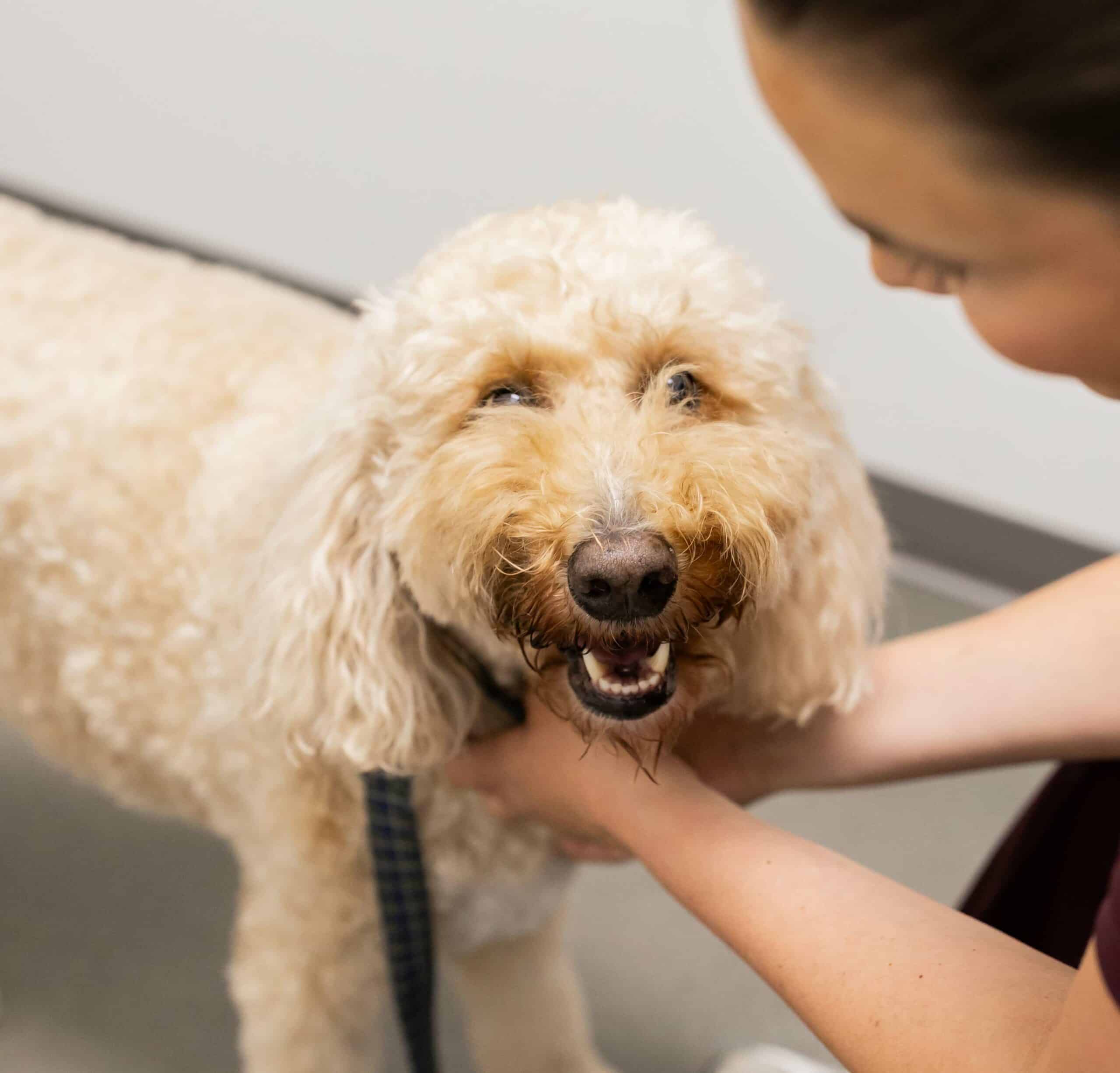 Help Your Senior Pet Enjoy Their Golden Years