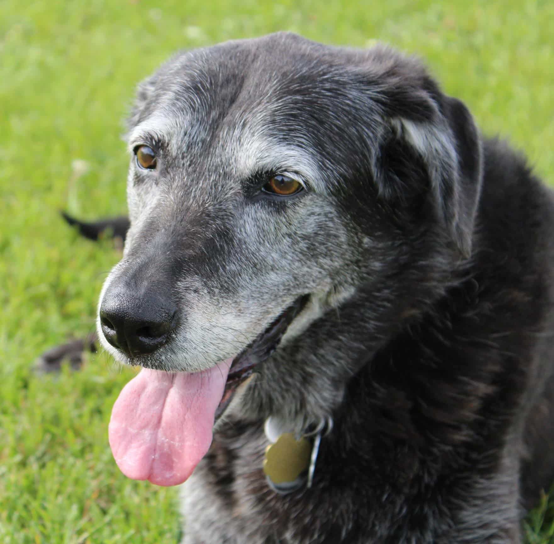 Help Your Senior Pet Enjoy Their Golden Years