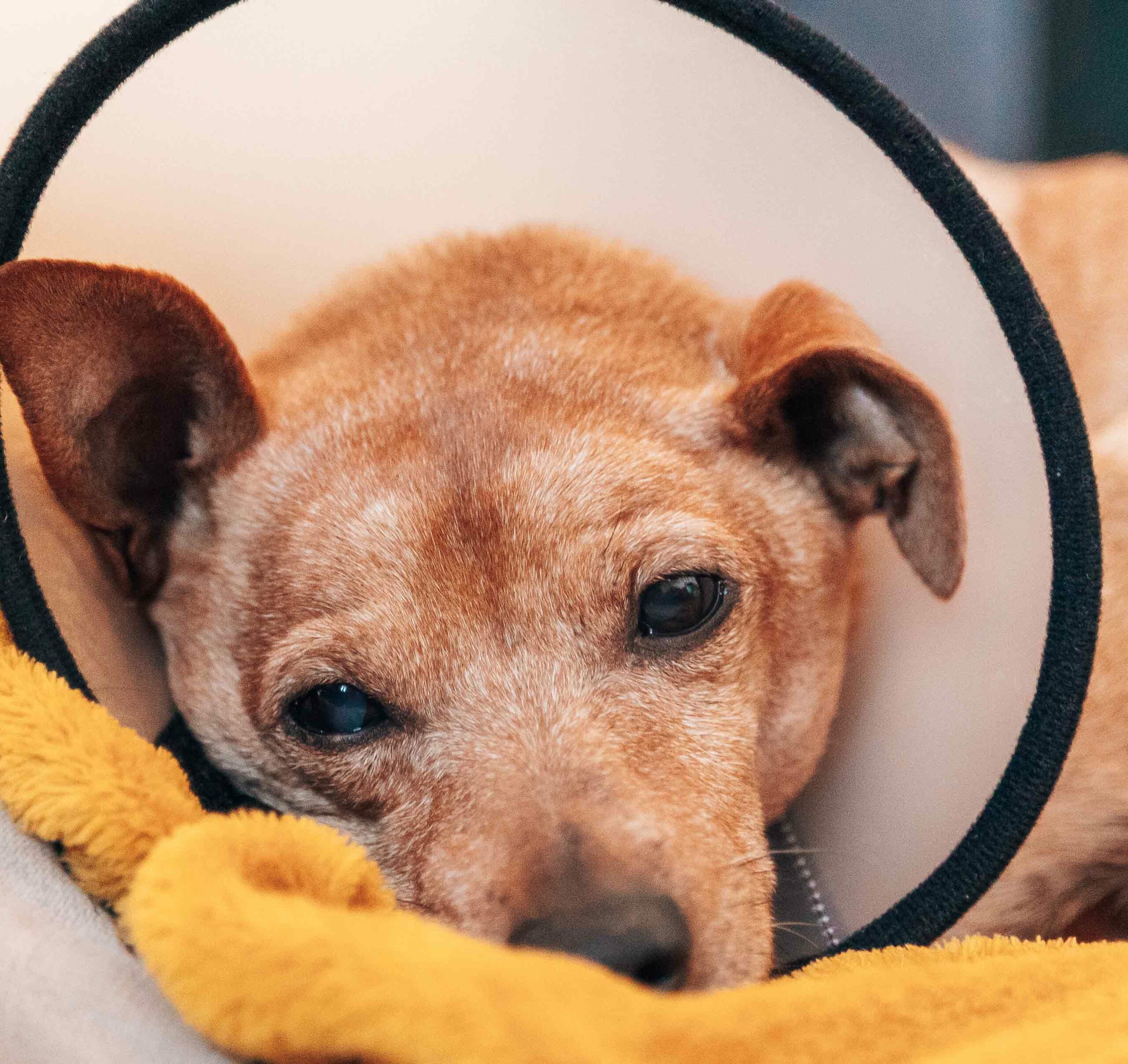Is Your Pet Feeling Sick or Uncomfortable?