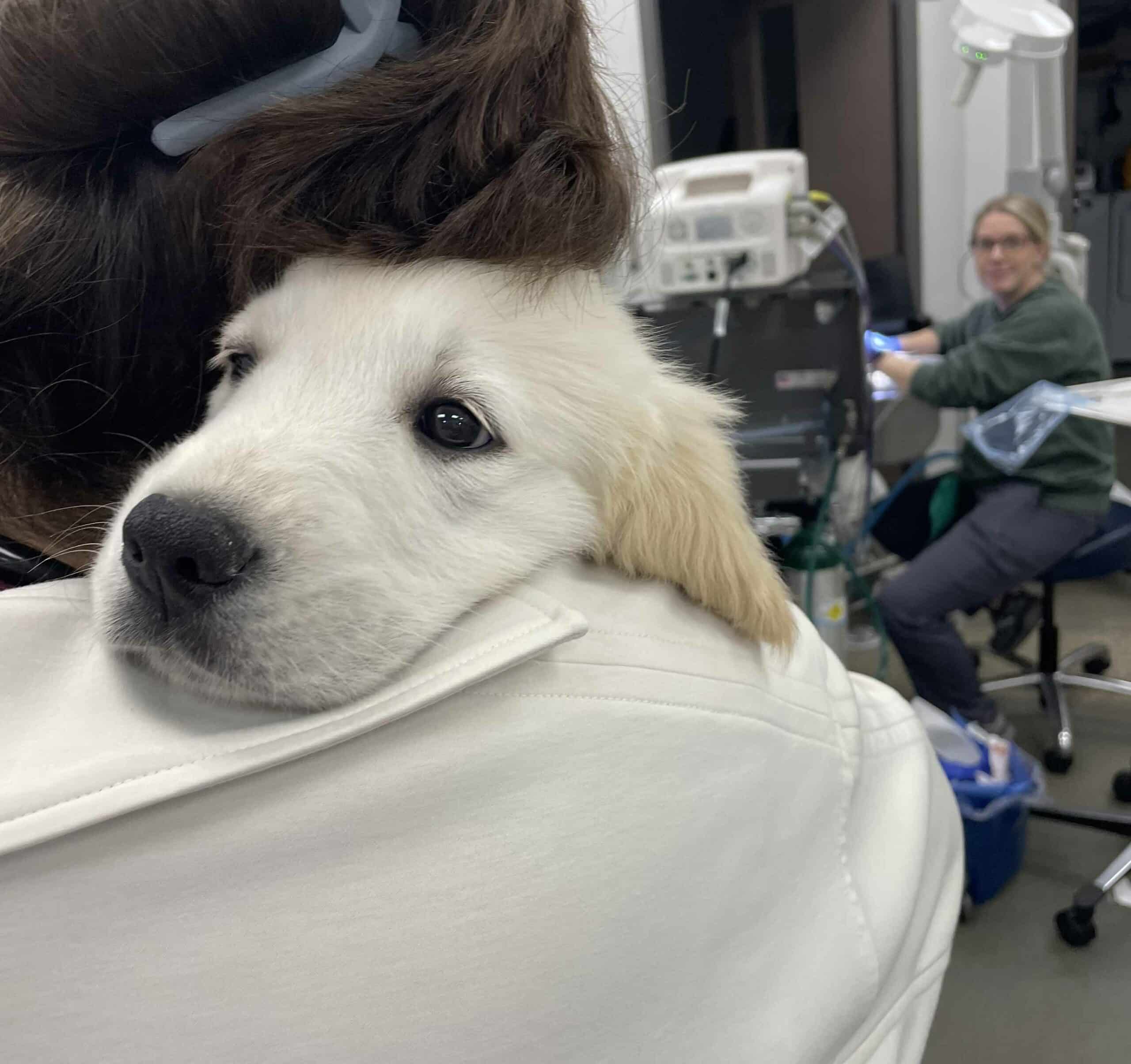 Lets Help Your Pet Feel Better Soon