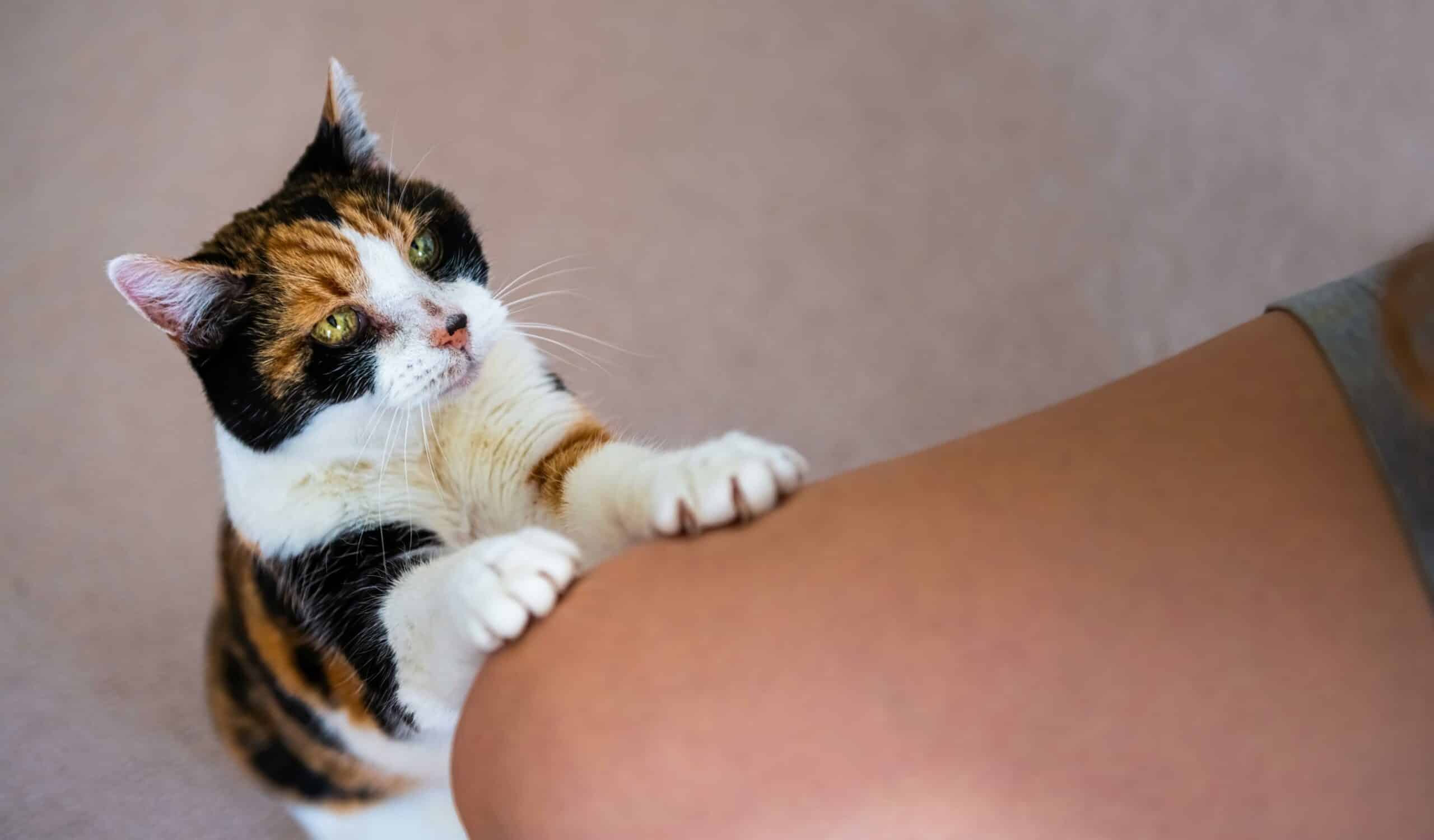 Our Pet Behavior Support Services V3