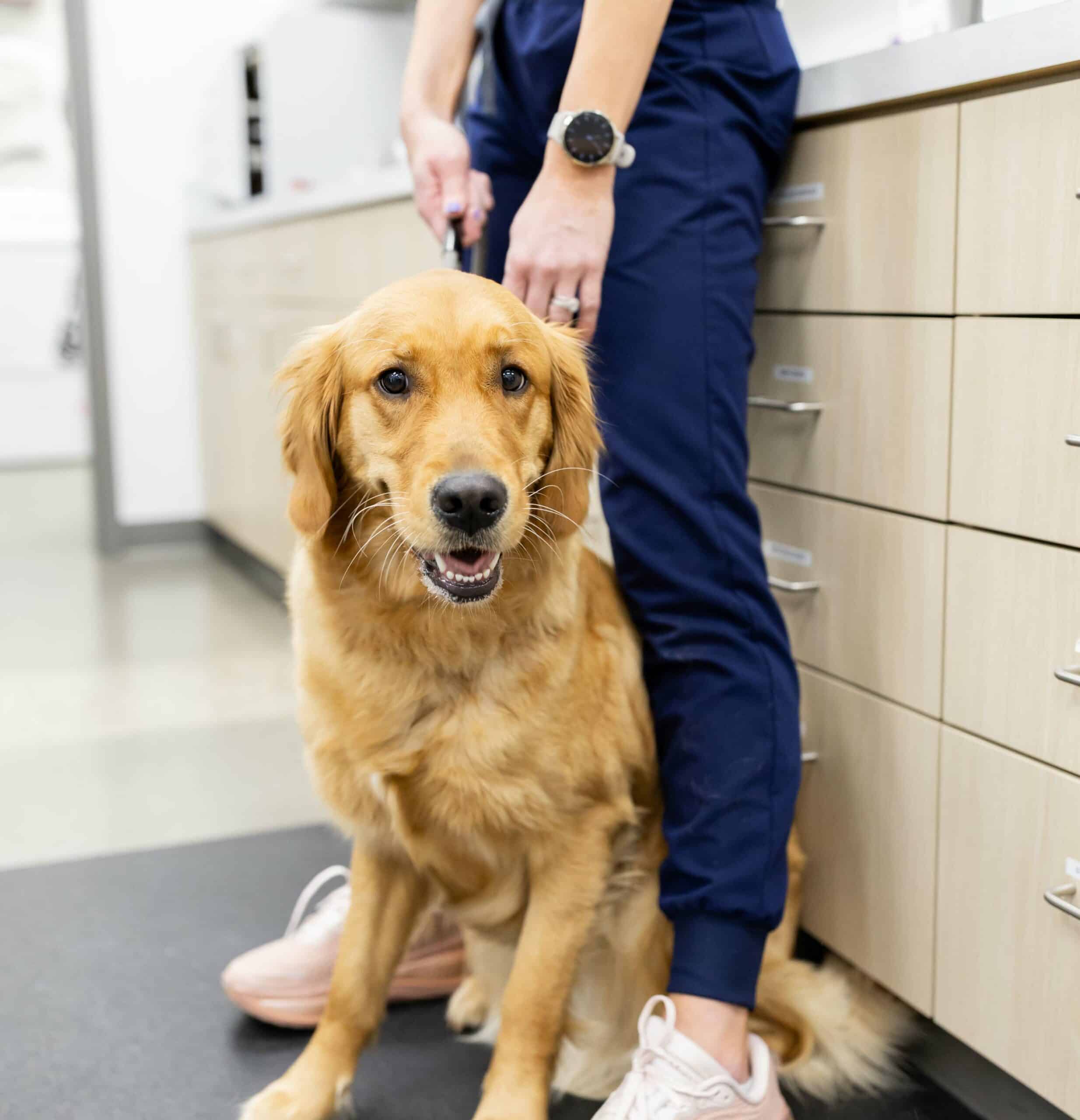 Pet Behavior Support