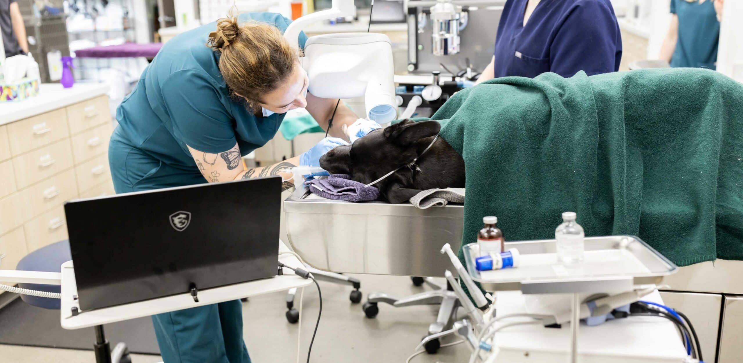 Pet Dentistry Services in Leawood, KS
