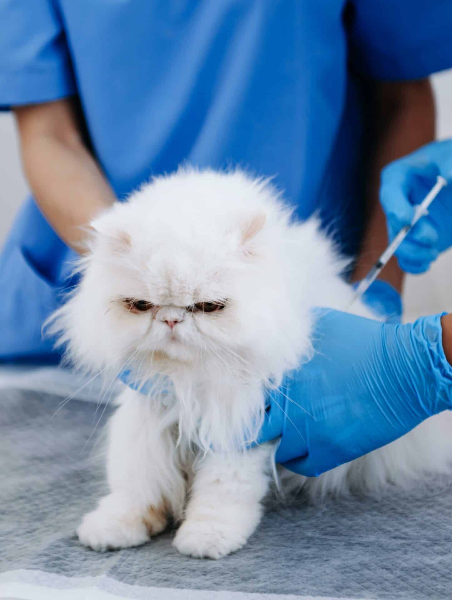 Puppy and Kitten Vaccinations