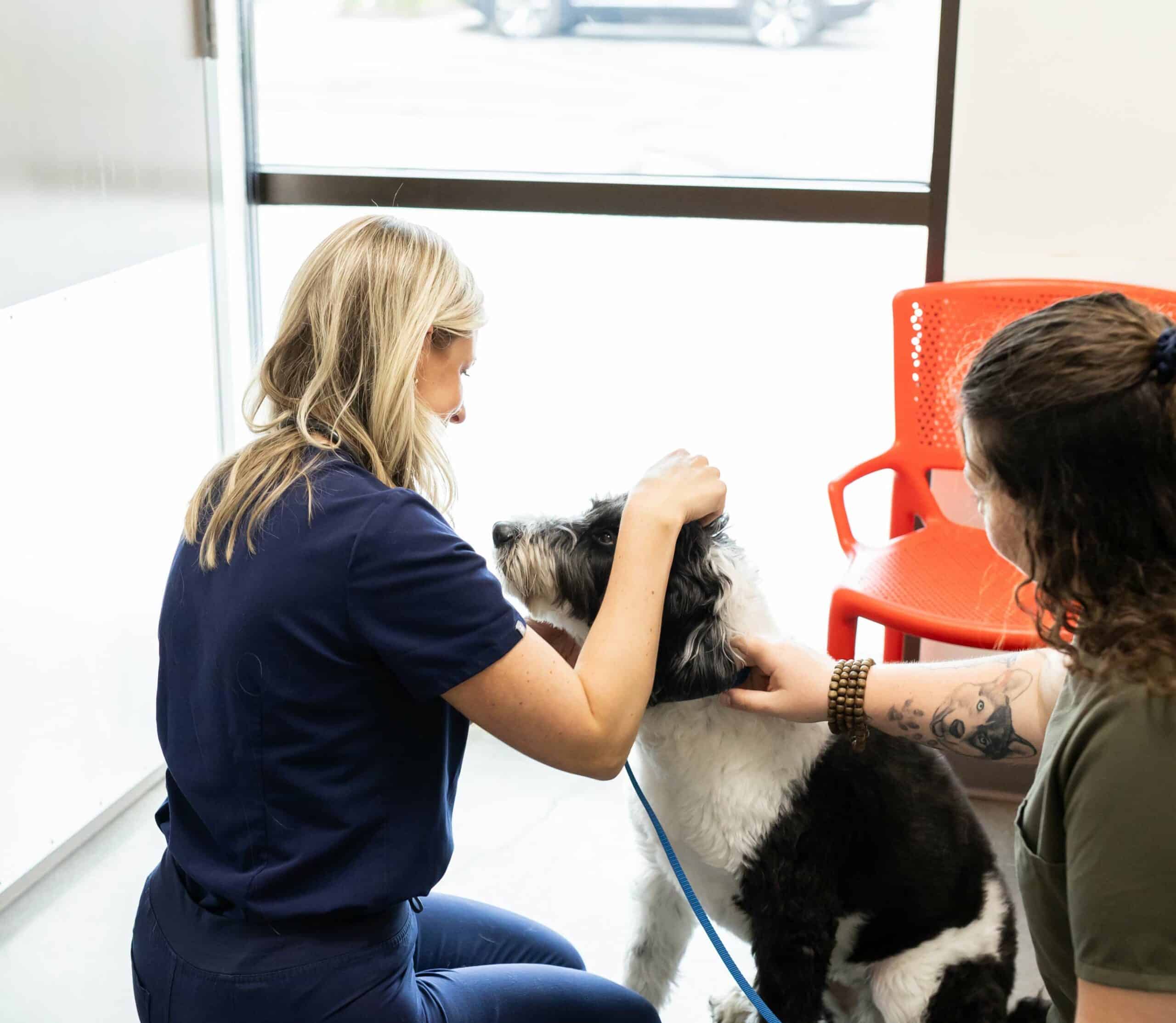 Senior Pet Wellness