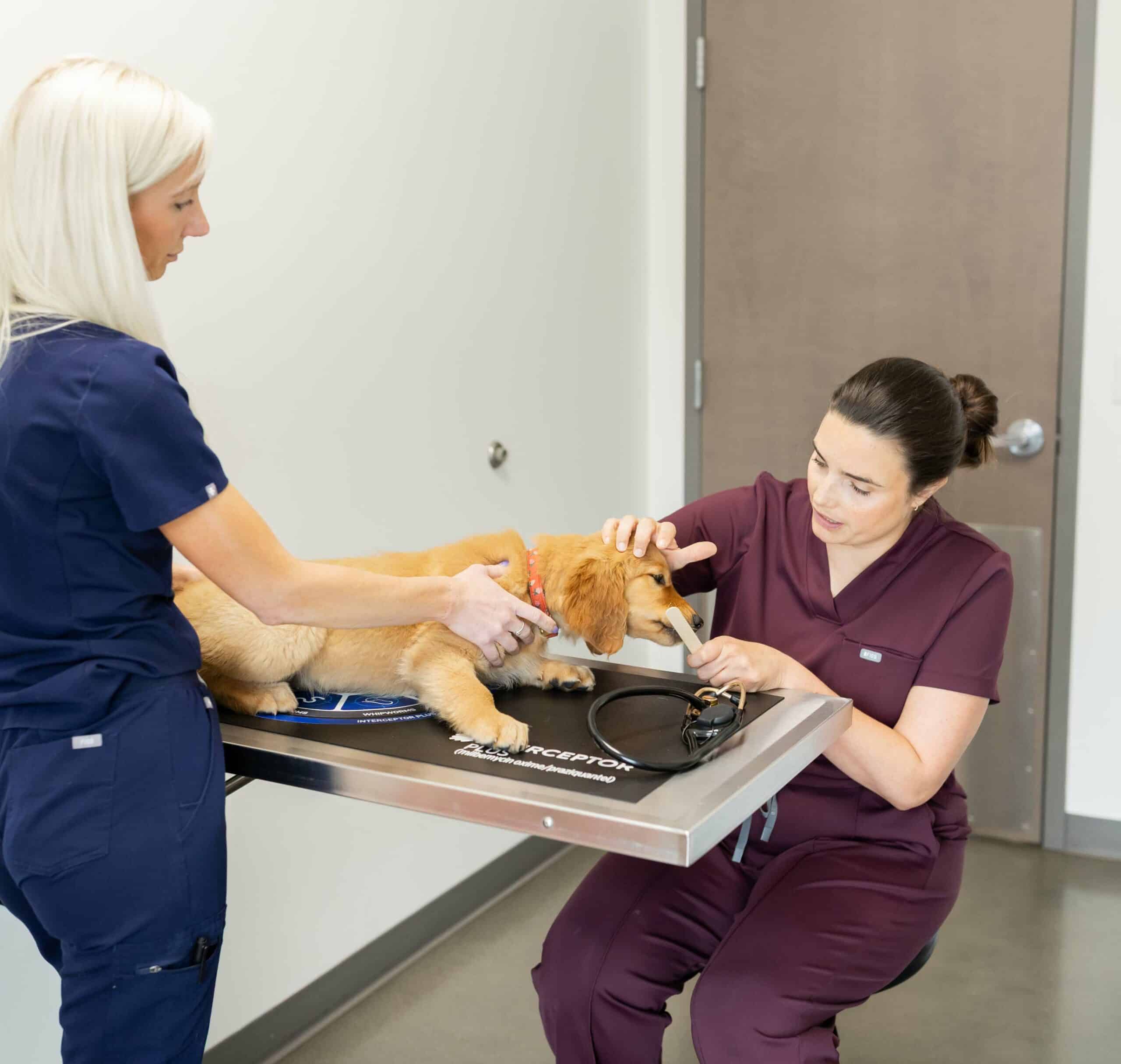 Sick Pet Exams