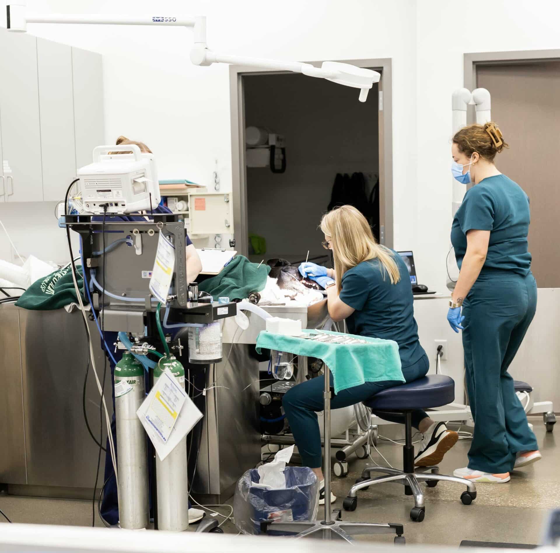 Soft Tissue Surgery & Dentistry Photo V2