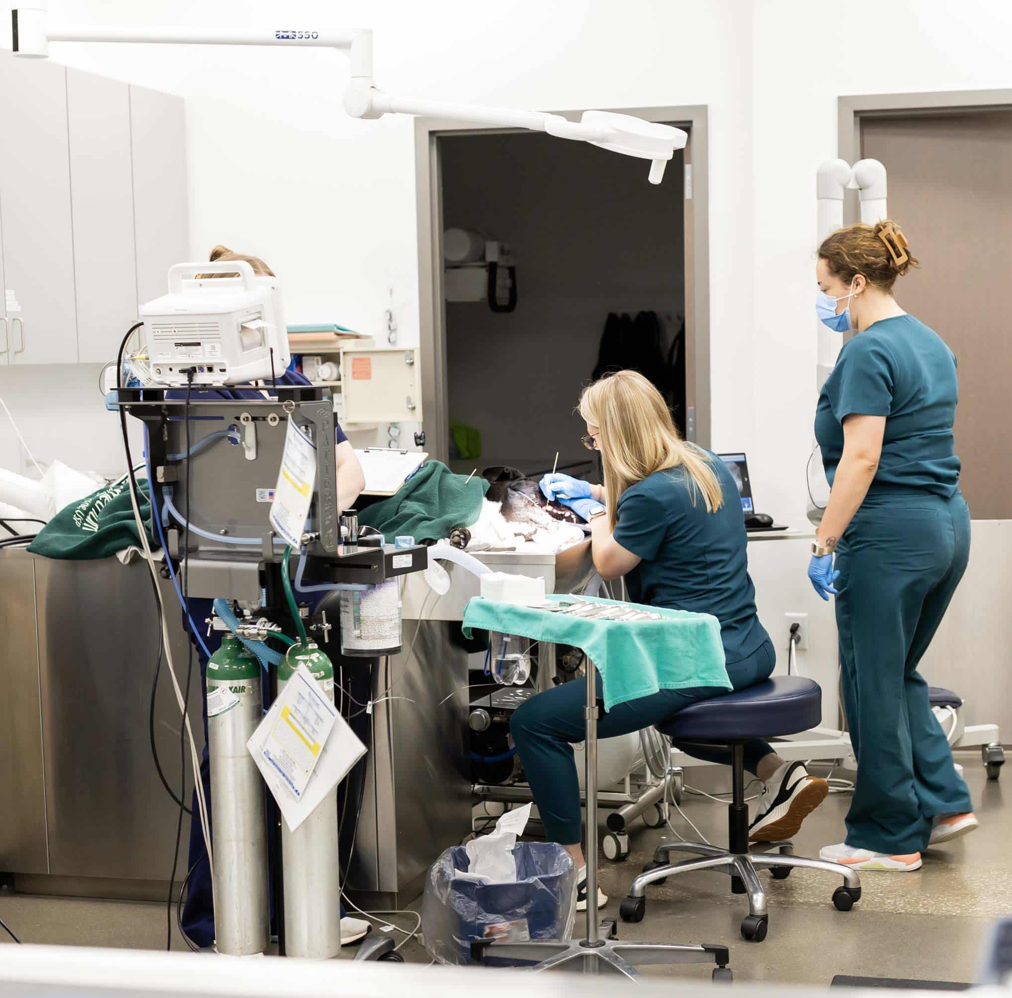 Soft Tissue Surgery & Dentistry