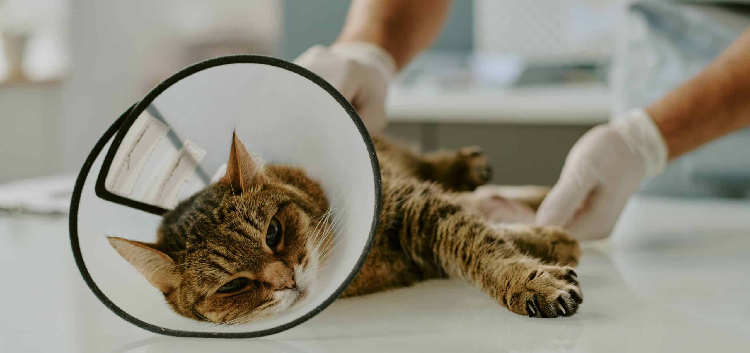 Soft Tissue Surgery for Dogs and Cats