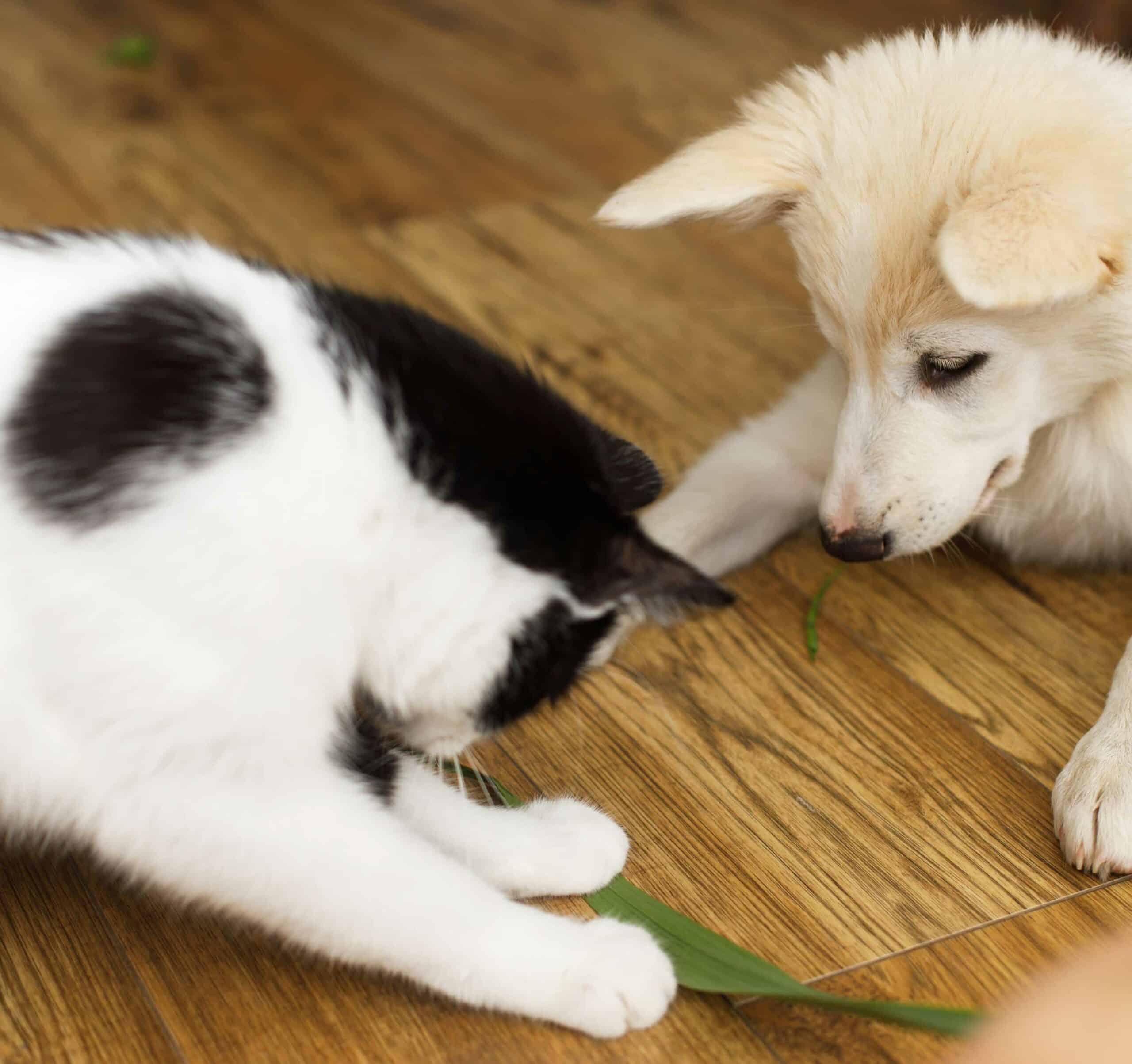 Start Your Puppy or Kitten's Health Journey with Confidence