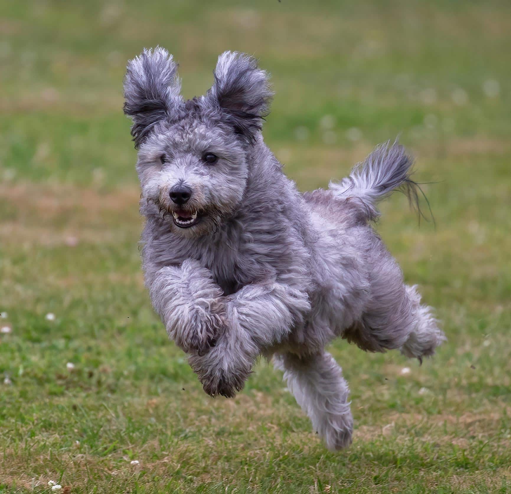 Support Your Pet's Health Through Better Nutrition
