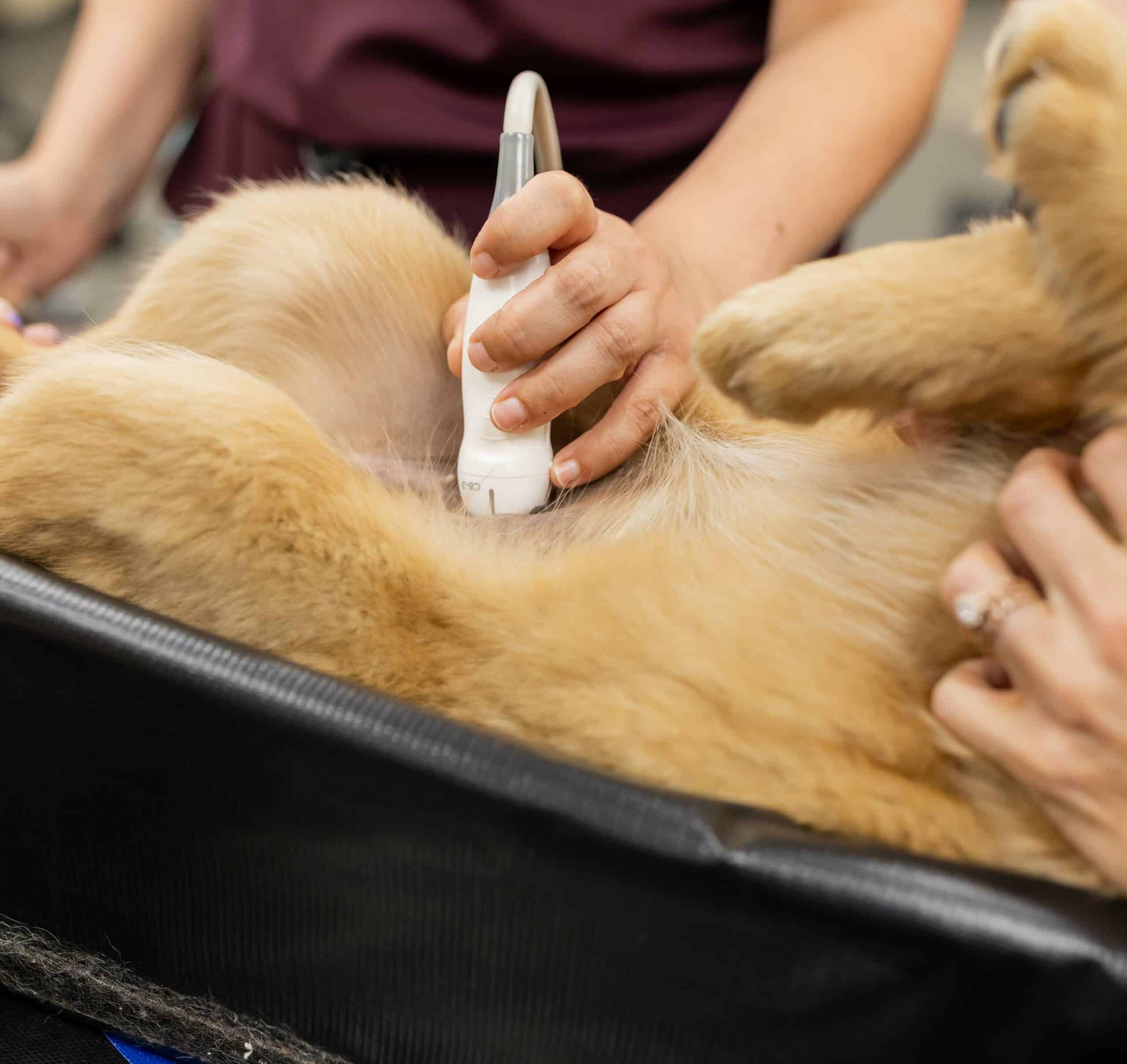 Veterinary Diagnostics