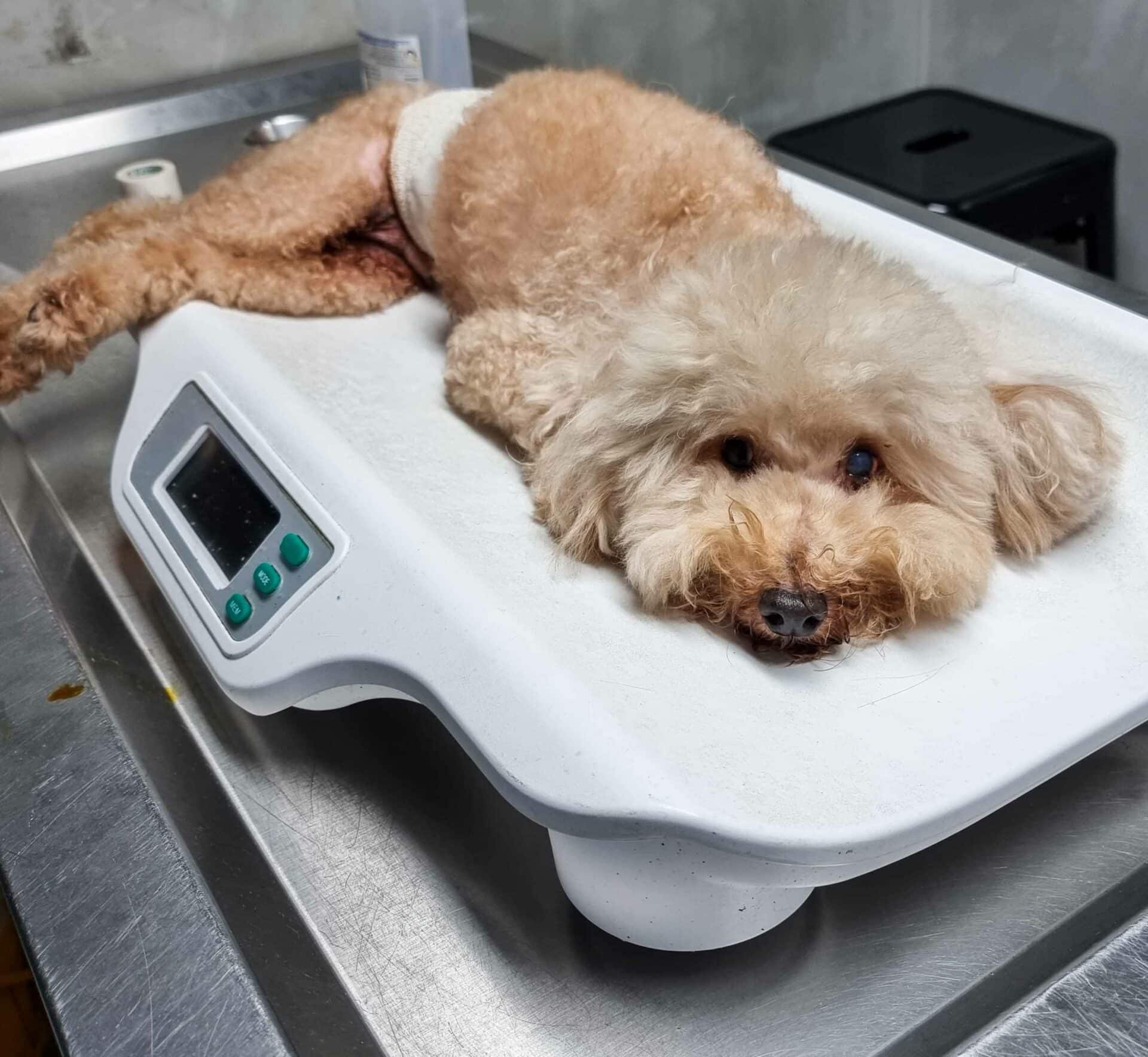 Weight Management for Dogs and Cats