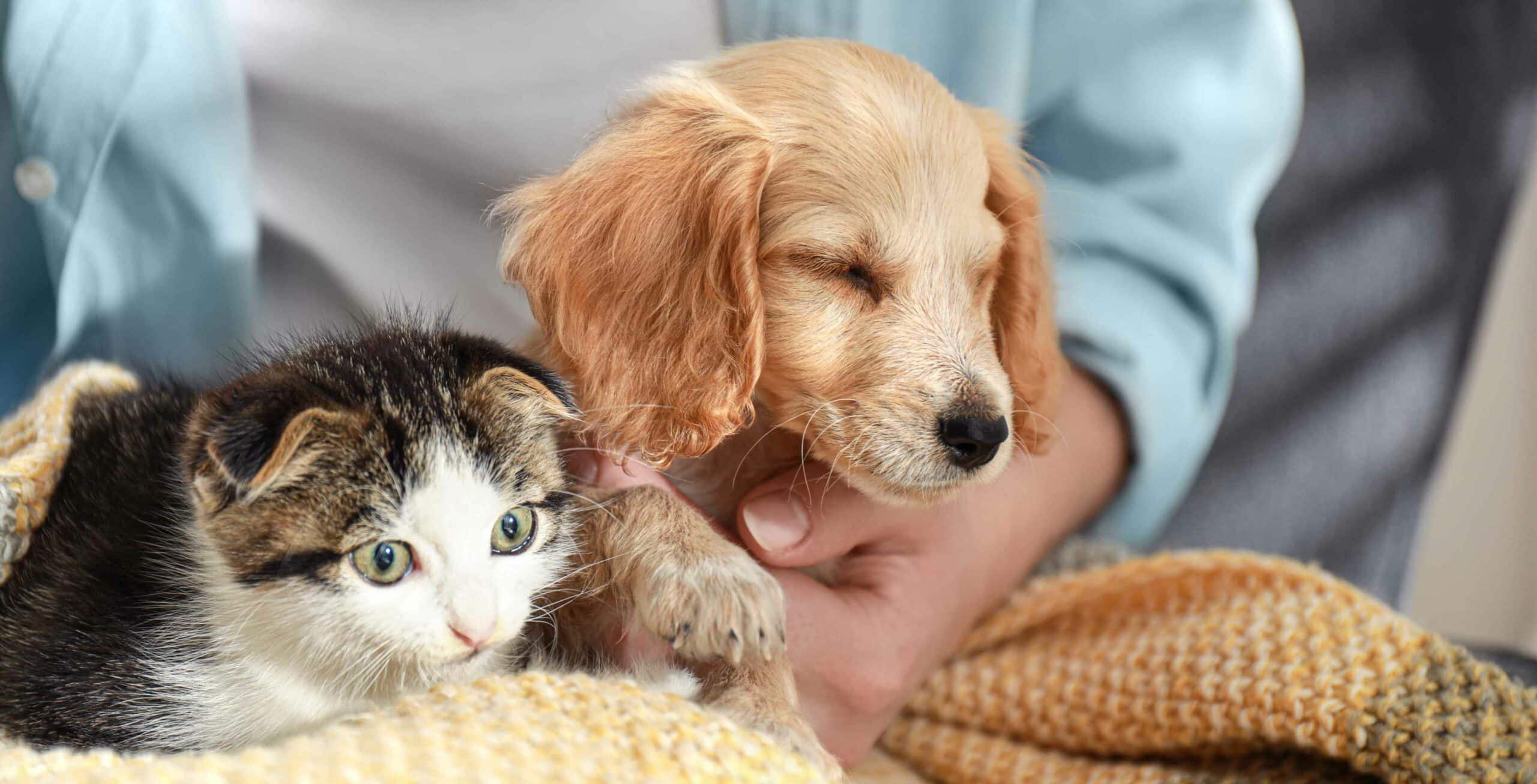 Wellnes Exams For Dogs & Cats