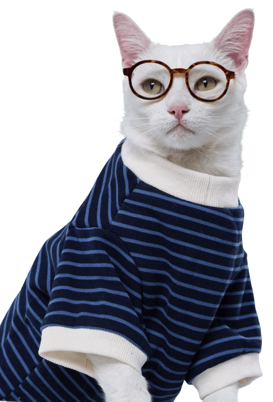White Cat With Sunglasses