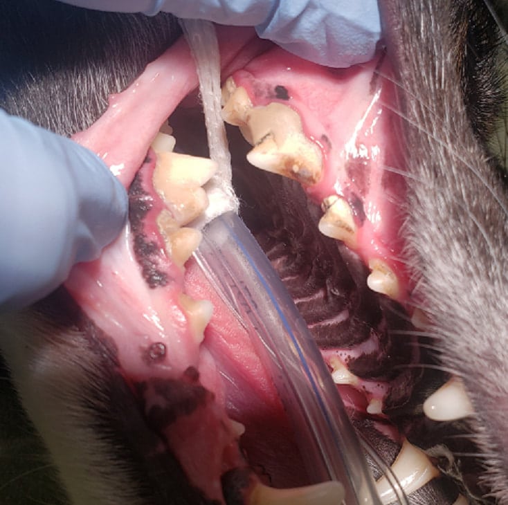 before dental cleaning ahc leawood veterinarian orig