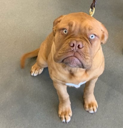 bruiser your eyes orig