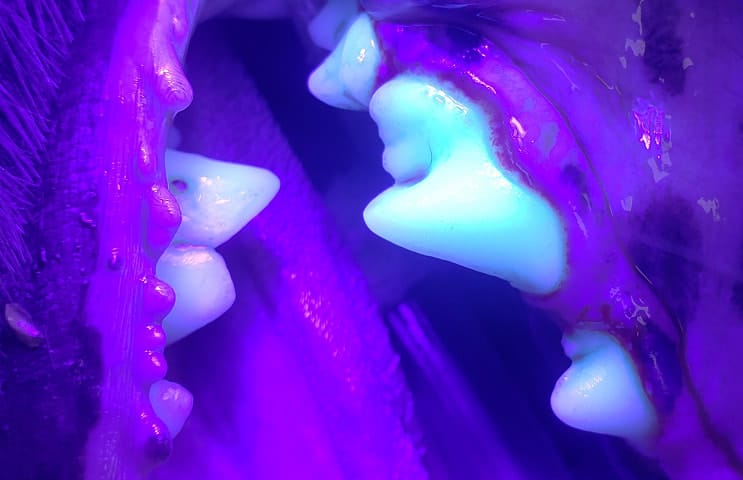 clean teeth orig