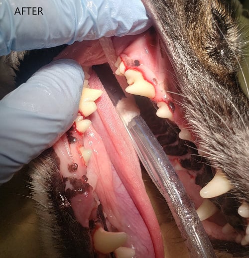 dental cleaning after ahc leawood veterinarian 1 orig