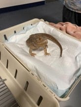lizard orig