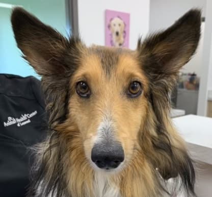 molly has ears ahc leawood orig