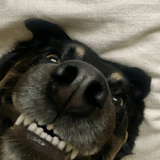 Why Dental Health Is So Important for Your Pet