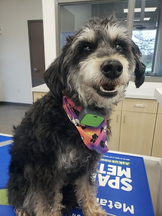sweet abby animal health center orig